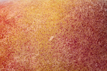 peach skin seen under a microscope