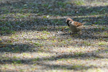 sparrow on ground