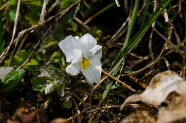 Young viola flowers among grass