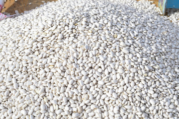 Very large uncooked white beans for sale during country fair market. Outdoor food festival event
