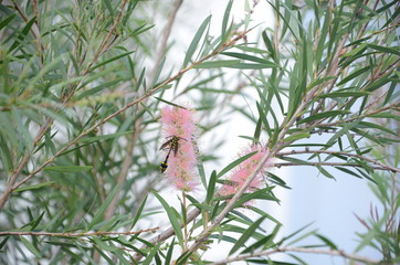 Bee on flower