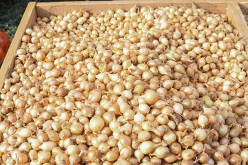 Potato harvest, dried and braided for storage and for sale during country fair market, food festival