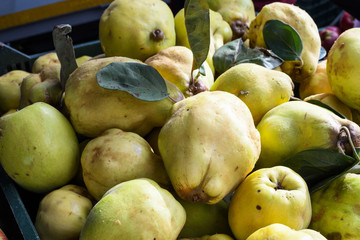 Pile of quince for sale during farmer market, fresh produce in direct sunlight, harvest concept