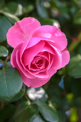 バラの花　屋外撮影