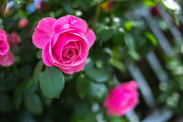 バラの花　屋外撮影