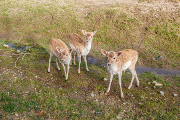 Cervatillos jóvenes