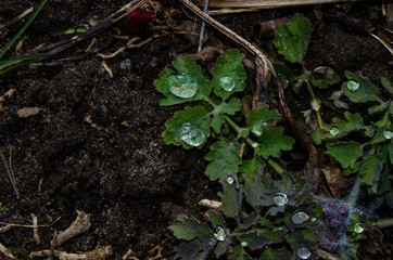 Water drops after rain on green foliage