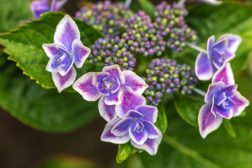 あじさいの花　初夏と梅雨のイメージ