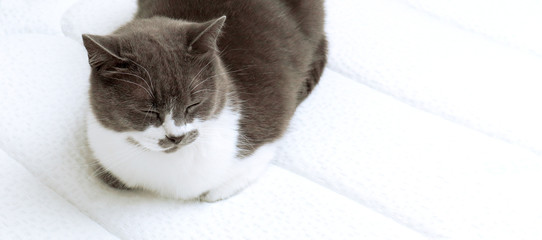 Domestic grey cat is resting on an orthopedic mattress. The concept of health for your back and...