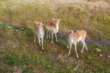 Venados jóvenes en el campo