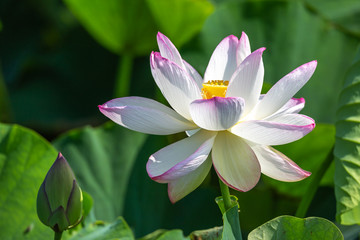 蓮の花　初夏イメージ