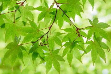 初夏の風物詩　青もみじ
