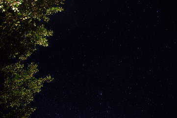 Fototapeta na wymiar night sky in stars and branches with leaves on the side, place for text