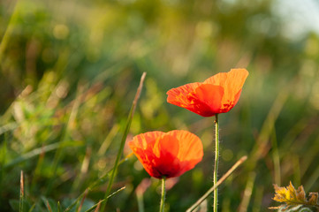 two poppy flowers at sunrise in the field