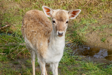 Ciervo joven medio cuerpo
