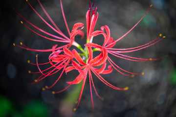 ヒガンバナ　秋のイメージ　彼岸花