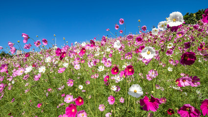 コスモス畑　秋イメージ