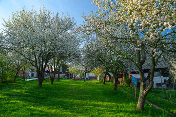 Fototapeta premium Spring rural garden. Beautiful green grass and blossom cherry trees. Farmland in may spring time