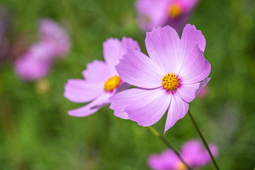 コスモス畑　秋イメージ