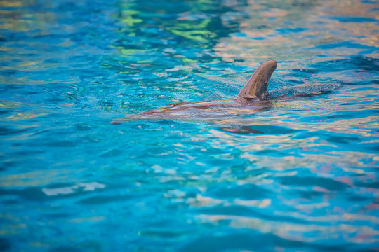 Marine mammal Dolphin in the blue water of a pool or Dolphinarium.
