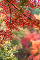 紅葉　秋のイメージ
