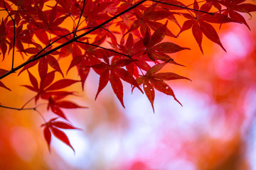 紅葉　秋のイメージ