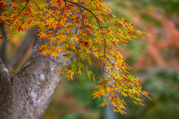 紅葉　秋のイメージ
