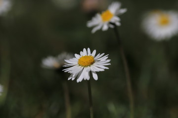 blühende blüten von Gänseblümchen im Garten  
