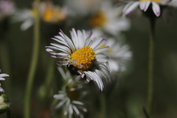 blühende blüten von Gänseblümchen im Garten  