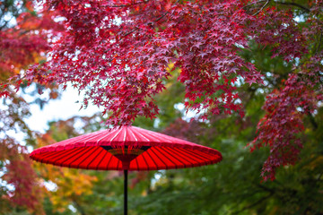 紅葉と番傘　和風イメージ