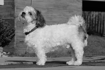 kleiner niedlicher Hund in schwarz-weiss fotografiert