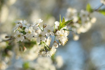Blooming pear. Green. White. Lots of greenery. Spring. Summer. Pear flowers. Pear. Pear in bloom. Blooming pear. Flowers.