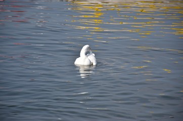 White Duck swimming in the lake