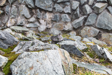 greenish stone with moss and grass on the surface.