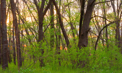 Setting sun on a background of spring forest.
