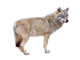 wolf standing  isolated on a white backgroun
