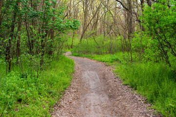 path in the wild forest in the evening