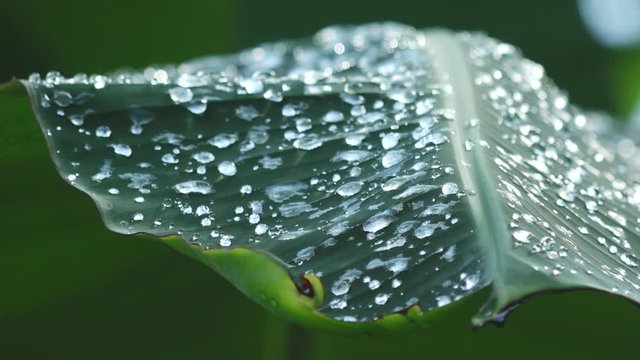Drops of Rain Water Resting on Large Palm Leaf in Jungle of Costa Rica in Slow Motion