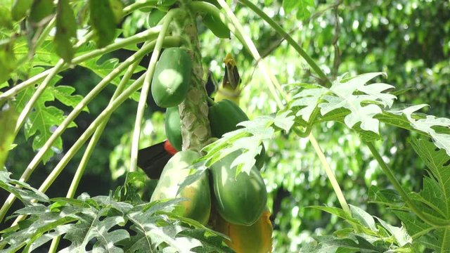 Yellow-Throated Toucan Flying into Frame Landing on Papaya Tree in Slow Motion in Costa Rica