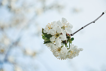 Cherry blossom in spring