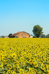 Summer landscape along the via Emilia