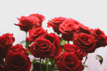 beautiful red roses background birthday card present 