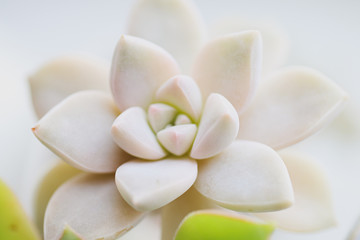 Fototapeta na wymiar Beautiful flower succulent on white background eheveria
