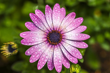 Obraz premium デイジーの花 春のイメージ