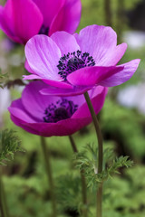 アネモネの花 春イメージ