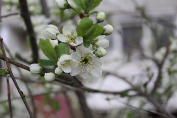 white Apple blossom in spring in the garden