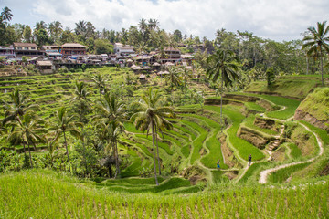 Rice fields in Bali