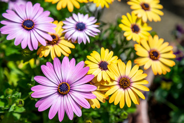 デイジーの花　春のイメージ
