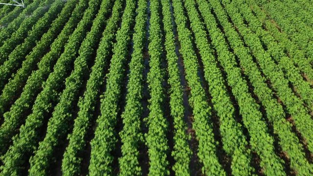 Center Pivot Irrigation in a Cotton Field, Burleson County, Texas, USA