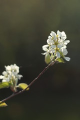 Blooming pear. Green. White. Lots of greenery. Spring. Summer. Pear flowers. Pear. Pear in bloom. Blooming pear. Flowers.